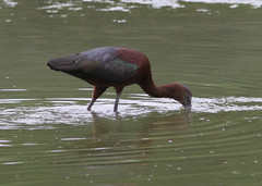 Plegadis chihi × Plegadis falcinellus