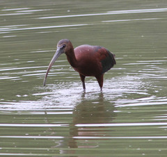 Plegadis chihi × Plegadis falcinellus