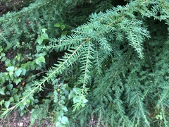 Tsuga heterophylla