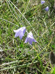 Campanula rotundifolia