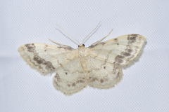 Idaea trigeminata