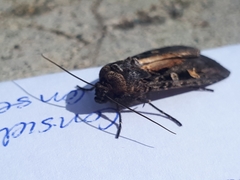 Actebia fennica