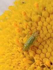 Blepharidopterus angulatus