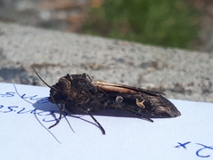 Actebia fennica