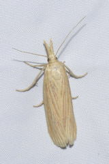 Ematheudes punctella