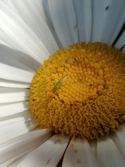 Blepharidopterus angulatus