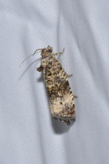Endothenia