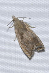 Dichrorampha aeratana