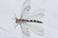 Megistopus flavicornis