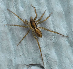 Pardosa pauxilla