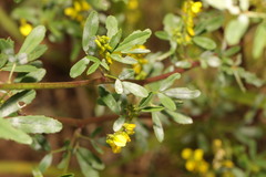 Erysiphe trifoliorum