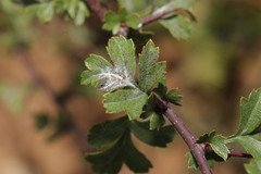 Podosphaera clandestina