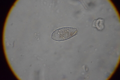 Argynnia dentistoma