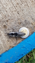 Chalcolepidius approximatus