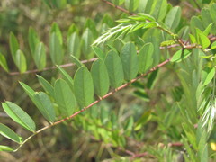 Robinia viscosa