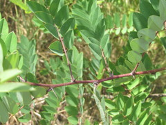 Robinia viscosa