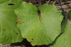 Coleosporium senecionis