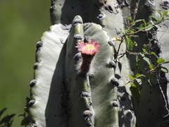Neoraimondia herzogiana