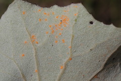 Coleosporium senecionis