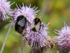 Bombus campestris