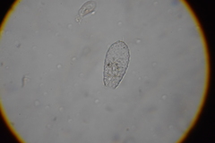 Argynnia dentistoma