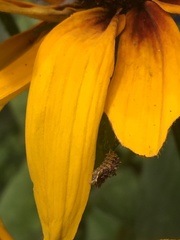 Synchlora aerata