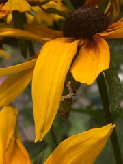 Synchlora aerata