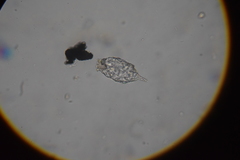 Cylindrifflugia acuminata