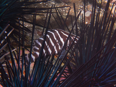 Dermatolepis dermatolepis