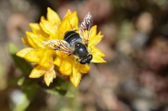 Eristalis rupium