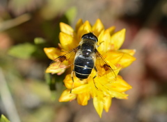 Eristalis rupium