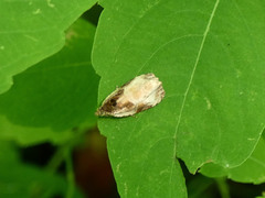 Olethreutes inornatana