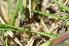 Tritoxa cuneata