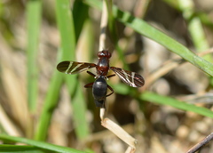 Tritoxa cuneata