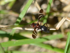 Tritoxa cuneata