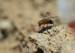 Tritoxa cuneata