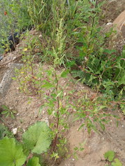 Chenopodium acerifolium