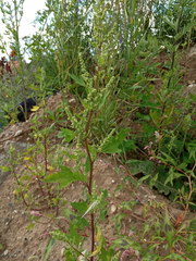 Chenopodium acerifolium