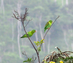 Brotogeris jugularis
