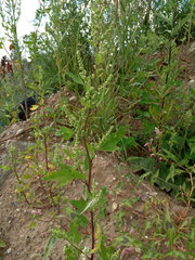 Chenopodium acerifolium