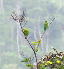 Brotogeris jugularis