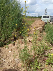 Erysimum virgatum