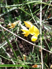 Lotus corniculatus