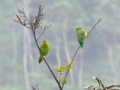 Brotogeris jugularis