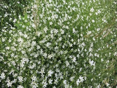 Stellaria graminea