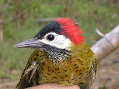 Colaptes punctigula