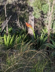 Doryanthes palmeri