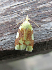Cenopis niveana
