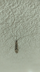 Tipula