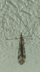 Tipula